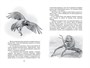 Лисичкин хлеб (илл) 821551325
