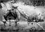 Как приручить дракона. Кн.12. Как спасти драконов 1564012993