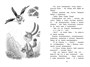 Колючий, ушастый, а главное – зубастый 195091752