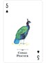 Карты "Endangered Species of the Natural World Playing Cards" 1749263835
