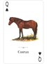 Карты "Horses of the Natural World Playing Cards" 1709912561
