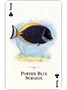 Карты "Aquarium of the Natural World Playing Cards" 1084639907