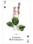 Карты "Wildflowers of the Natural World Playing Cards" 1626984958