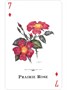 Карты "Wildflowers of the Natural World Playing Cards" 1626984958