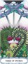Карты Таро "Borderless Tarot of a Moon Garden" US Games / Таро Лунного Сада без Границ 646854698