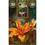 Карты Таро "Fairy Lenormand Oracle" Lo Scarabeo / Таро Феи Оракул Ленорман 654140238