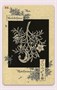 Карты Таро "The Magickal Botanical Oracle" Lo Scarabeo / Волшебный Ботанический Оракул 2108971813
