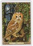Карты Таро "Druid Animal Oracle Deck Reissue" Welbeck Publishing / Переиздание Колоды Друидов Животн 889246132