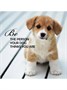 Карты Таро "Pup Notes - 60 Notes of Dog Love and Joy" US Games / Записки щенка - 60 карт Собачьей Лю 1386511796