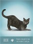 Карты Таро "Yoga Cats Deck & Book Set" US Games / Таро Йоги Кошек 775704224