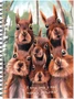 Блокнот для зарисовок SKETCHBOOK А5 с жесткой ламинированной обложкой 60л. МОРДАШКИ.БЕЛКИ 742388996