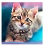 87149 Алмазная мозаика Котенок, размер 40*50 см, без подрамника, частичная выкладка, в составе основа с клейким слоем, пластиковые круглые стразы, стилус, клей, емкость для страз 1553904244