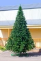 Green Trees Высокая Ель Рублевская 3.5 м. хвоя пленка - ЕР-350П 1367797545