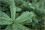 Green Trees Ель Европейская Премиум 3.5 м. хвоя РЕ - ЕЕП-3.5РЕ 41457787