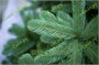 Green Trees Ель Европейская Премиум 3.5 м. хвоя РЕ - ЕЕП-3.5РЕ 41457787