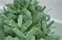 Green Trees Ель Европейская Премиум 3.5 м. хвоя РЕ - ЕЕП-3.5РЕ 41457787