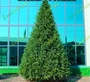 Green Trees Ель Финская Премиум 3.0 м. хвоя РЕ+PVC - ЕФП-3.0РP 1097453686
