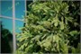 Green Trees Ель Финская Премиум 3.0 м. хвоя РЕ+PVC - ЕФП-3.0РP 1097453686