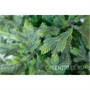 Green Trees Ель Сказочная Премиум 4.0 м. хвоя РЕ - ЕСП-4.0РЕ 554760825