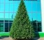 Green Trees Ель Финская Премиум 4.0 м. хвоя РЕ+PVC - ЕФП-4.0РP 1233527667