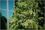 Green Trees Ель Финская Премиум 4.0 м. хвоя РЕ+PVC - ЕФП-4.0РP 1233527667