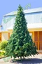 Green Trees Высокая Сосна Рублевская 4.0 м. хвоя леска - СР-400Л 1809321227