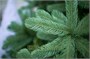 Green Trees Ель Европейская Премиум 5.5 м. хвоя РЕ - ЕЕП-5.5РЕ 448241910