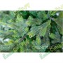 Green Trees Ель Сказочная Премиум 5.5 м. хвоя РЕ - ЕСП-5.5РЕ 2004021687