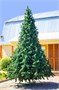 Green Trees Высокая Сосна Рублевская 5.0 м. хвоя леска - СР-500Л 68648434