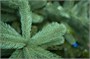 Green Trees Ель Европейская Премиум 7.5 м. хвоя РЕ - ЕЕП-7.5РЕ 1606482178