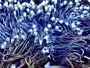 Комплект освещения на Елку 4 м. Классик Белый 500 led, 24V ЕлкаСайт 1797097731