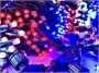 Комплект освещения на Елку 6 м. Классик Красный/Белый/Синий 1100 led ЕлкаСайт 1890761944