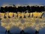 Комплект освещения на Елку 8 м. Велана 2500 led, 21 Снежинок 40 см. ЕлкаСайт 716299085