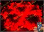Гирлянда нить уличная 70 м. 560 диодов SMART RGB (шар 2,3 см.), пульт, белый каучук, IP65 - 70-Q525B CEIMAR 646115549