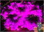 Гирлянда нить уличная 70 м. 560 диодов SMART RGB (шар 2,3 см.), пульт, белый каучук, IP65 - 70-Q525B CEIMAR 646115549