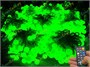 Гирлянда нить уличная 70 м. 560 диодов SMART RGB (шар 2,3 см.), пульт, белый каучук, IP65 - 70-Q525B CEIMAR 646115549