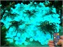 Гирлянда нить уличная 70 м. 560 диодов SMART RGB (шар 2,3 см.), пульт, белый каучук, IP65 - 70-Q525B CEIMAR 646115549