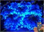 Гирлянда нить уличная 70 м. 560 диодов SMART RGB (шар 2,3 см.), пульт, белый каучук, IP65 - 70-Q525B CEIMAR 646115549