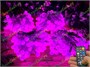 Гирлянда нить уличная 40 м. 320 диодов SMART RGB (шар 2,3 см.), пульт, белый каучук, IP65 - 40-Q525B CEIMAR 523705186