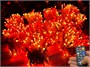 Гирлянда нить уличная 100м. 1000 диодов SMART RGB, пульт, белый каучук - N100-100521B IP65 CEIMAR 1272668500