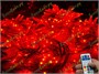 Гирлянда нить уличная 40м. 400 диодов SMART RGB, пульт, белый каучук, 24V - N40-205-720 SM IP65 CEIMAR 1475472521
