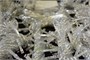 Светодиодный занавес 2x3м. 600 теплых диодов статика, прозрачный пвх - 2603 WW LEON LED (LIGHT) 1723921578