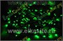 Гирлянда нить 7.5м. 100 зеленых диодов, черный пвх - LN-100L-GR-BK LEON LED (LIGHT) 1329177976