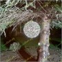 Шар светодиодный 120 см., композитный, цвет белый, 24V, IP65 - 16898 ЕлкаСайт 250226395