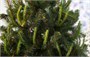 Green Trees Ель Таежная Классик 1.5 м. 1791514772