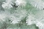 Green Trees Искусственная Ель Снежная 1.5 м. 2111849106