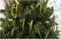 Green Trees Ель Таежная Классик 1.8 м. 952395178