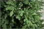 Green Trees Ель Монтерей Люкс 1.8 м. 617995318