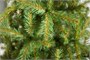 Green Trees Ель Южанка Классик 1.8 м. 2068969537