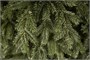 Triumph Tree Ель Царская 215 см. - 73641 1577554763
